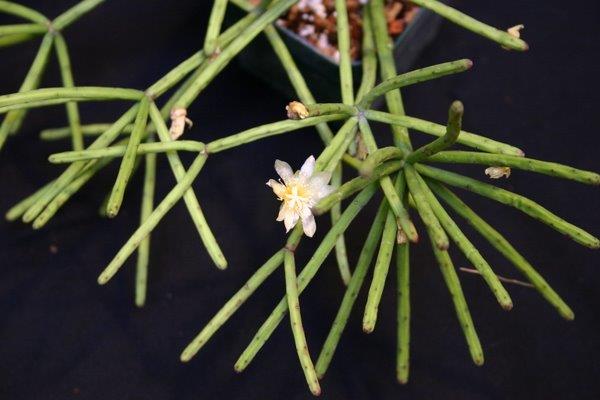 http://www.cloudjungle.com/CloudJungle/Cactaceae/Rhipsalis/Rhipsalis neves-armondii.jpg